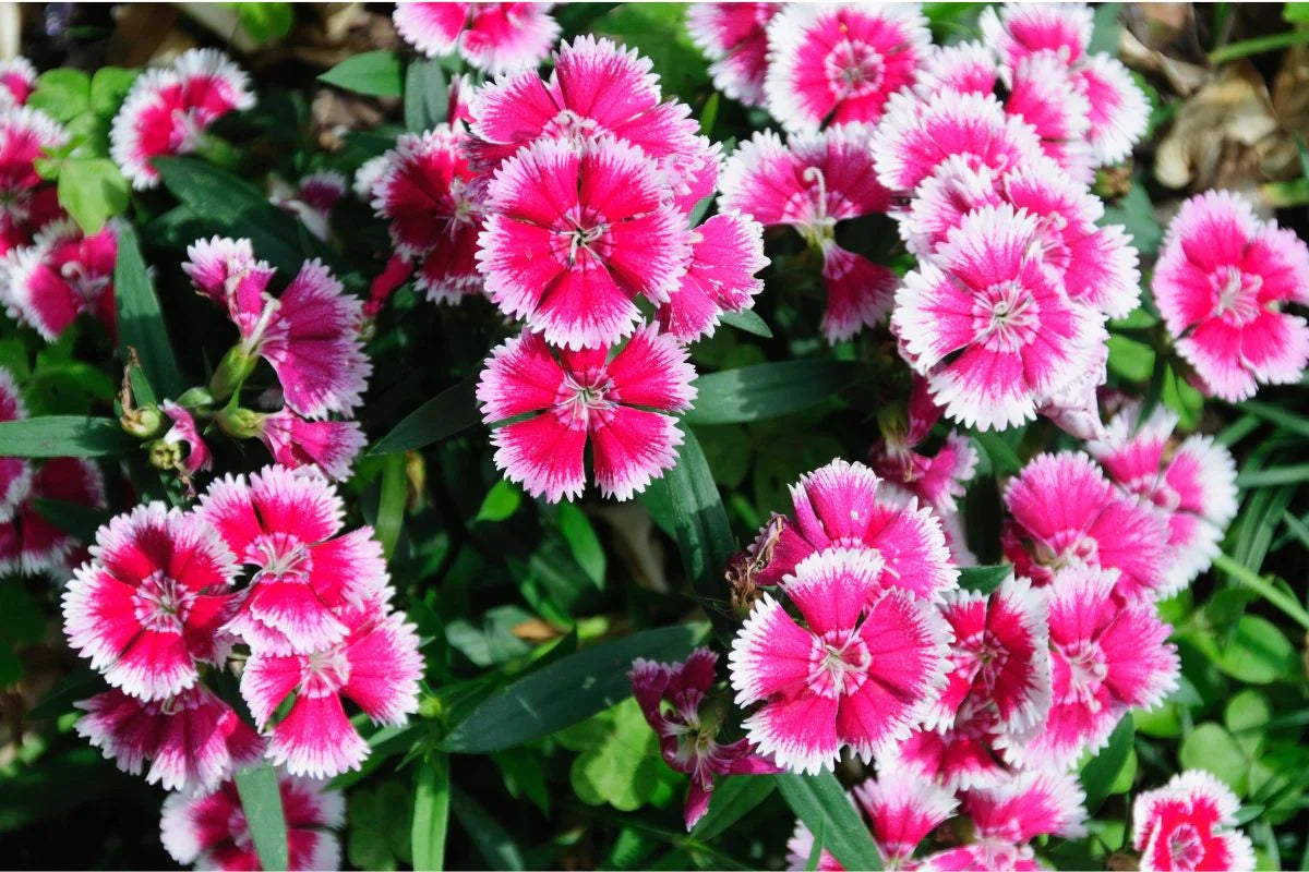 Dianthus Caryophyllus Rose Mix Flowers in Garden Borders