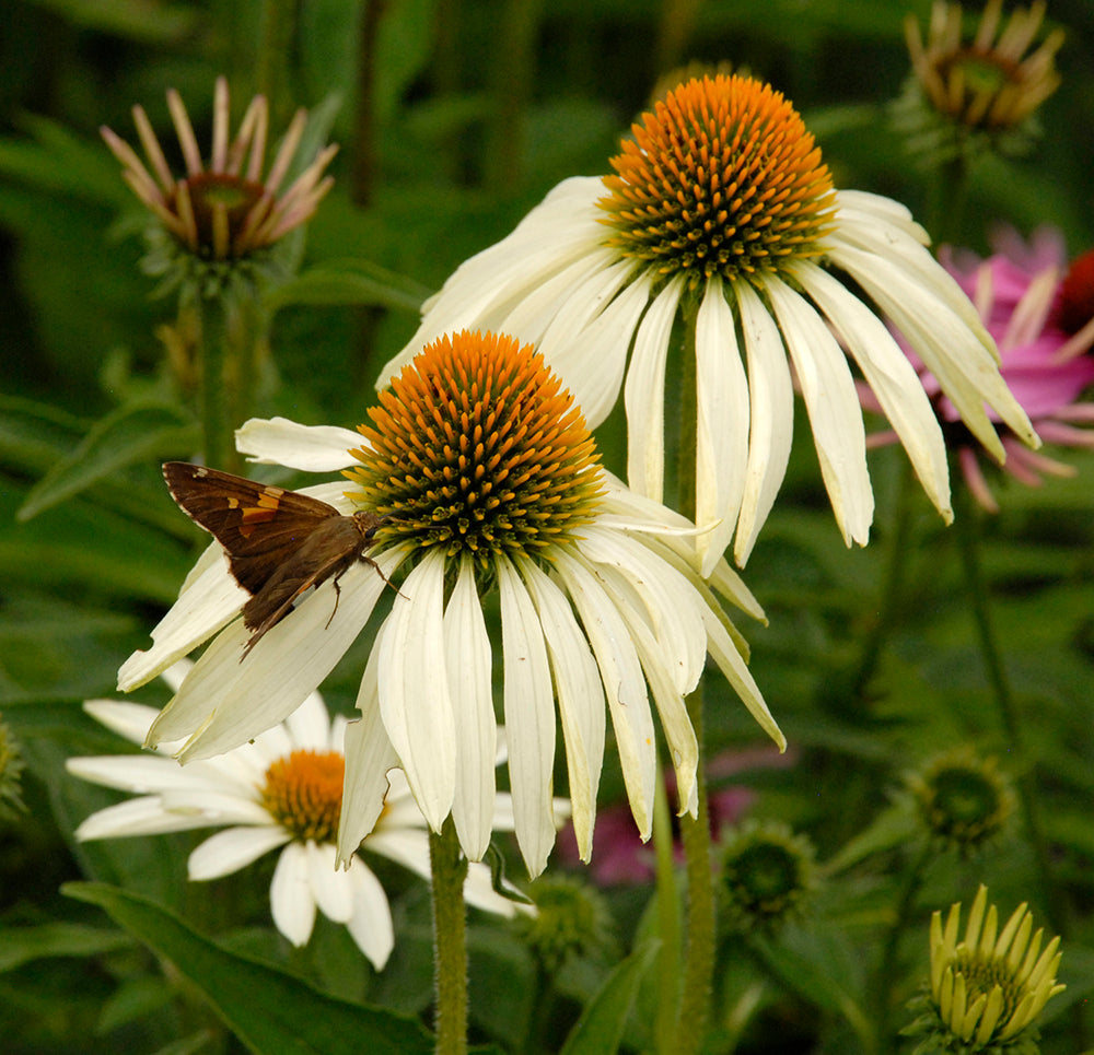Echinacea White Flowers in Garden Borders