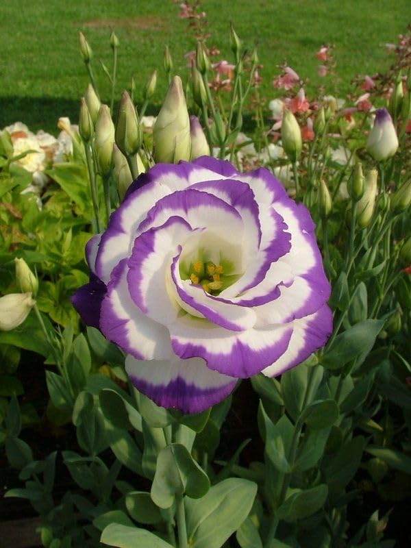 Eustoma Volite Flowers in Garden Borders