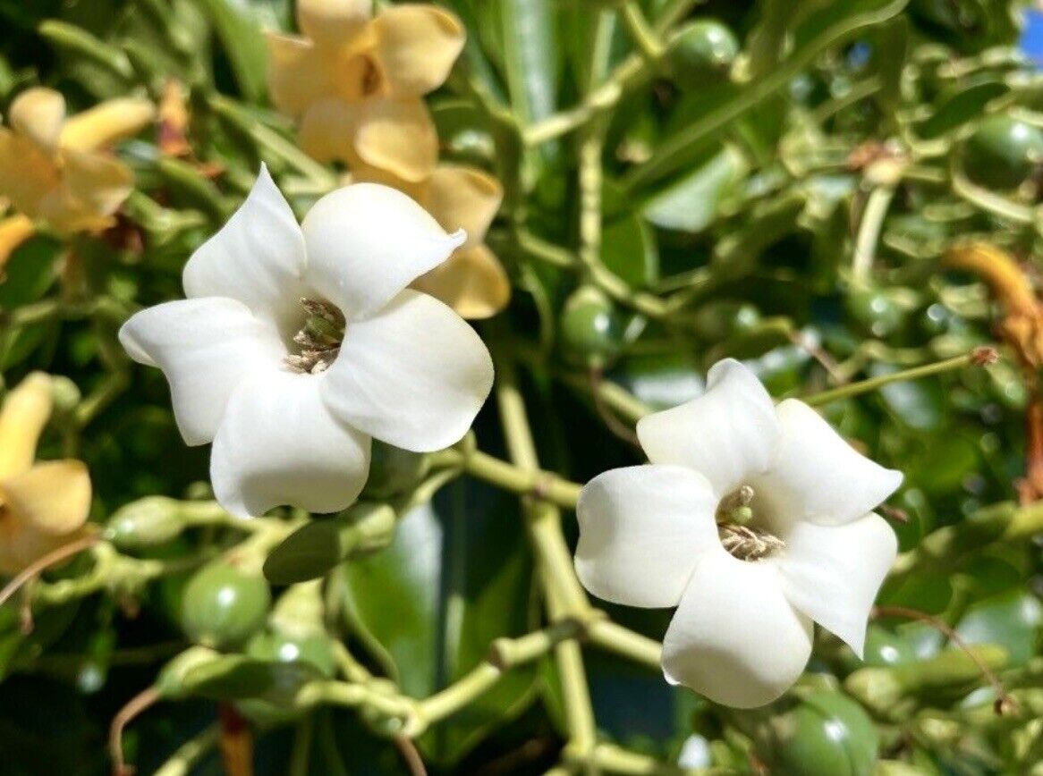 Fagraea Fragrant Flowers in Garden Borders