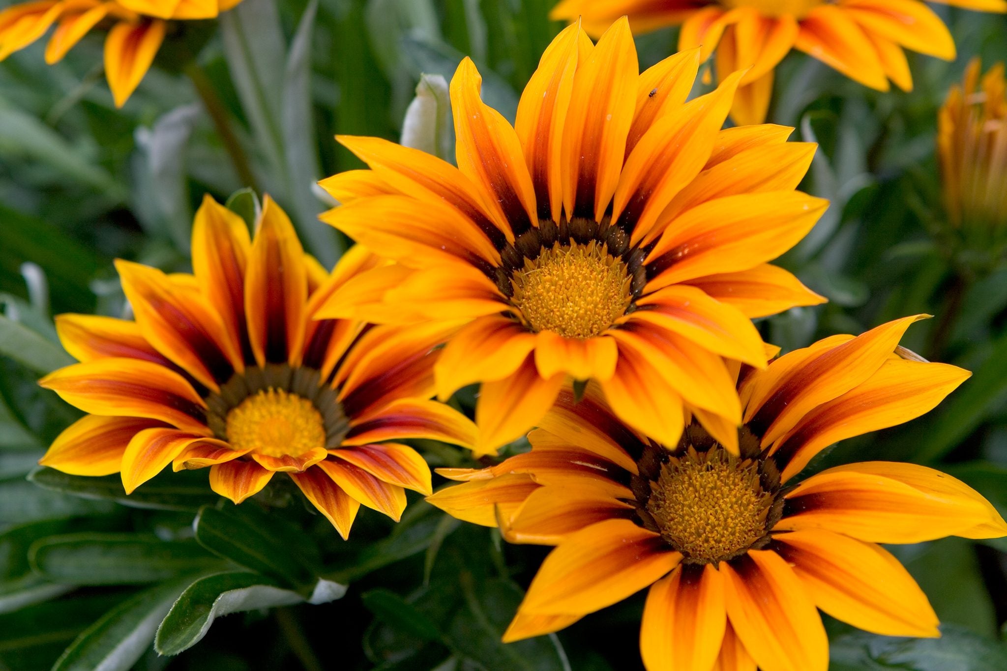 Gazania Flowers Along Garden Borders