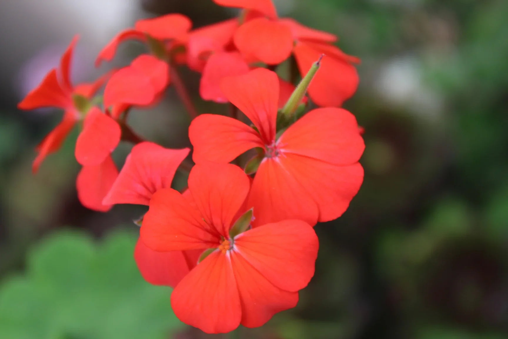 Geranium Seeds for Garden Borders and Landscaping