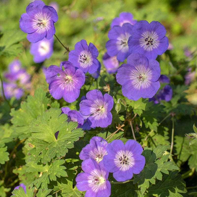 Purple Geranium Flowers Along Garden Borders