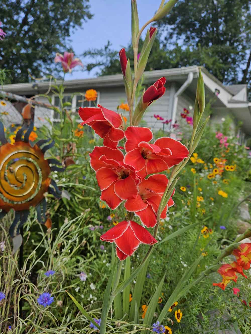 Gladiolus Flower Spikes in Garden Borders