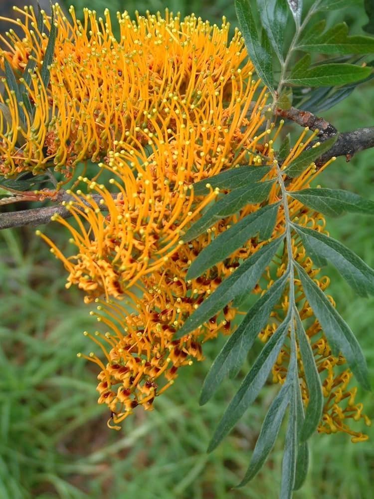 Grevillea Robusta in Garden Border