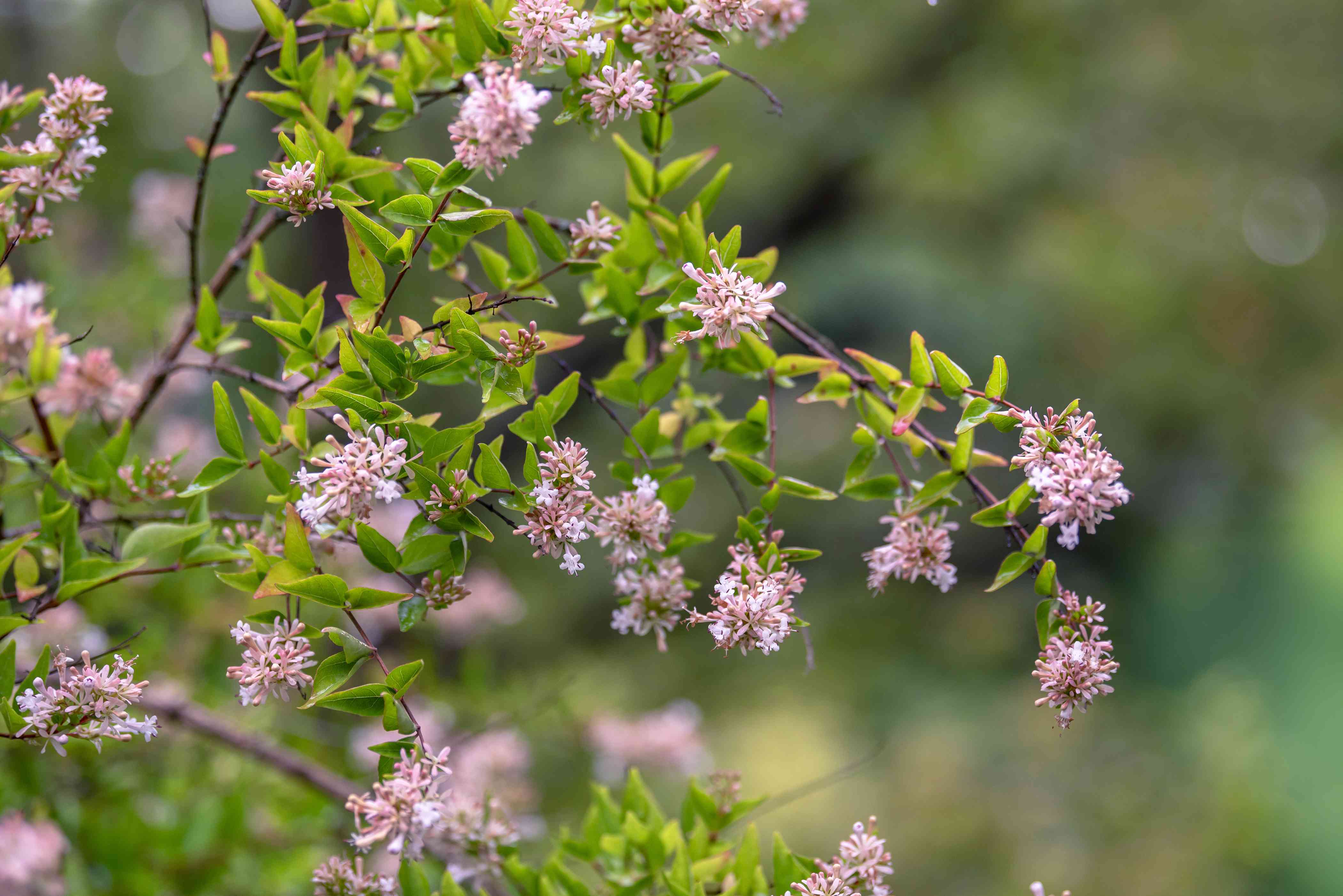 Lavender Abelia Flowers Along Garden Borders