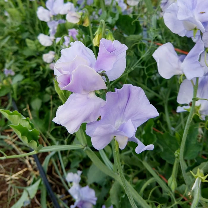 Light Blue Sweet Pea Along Garden Border