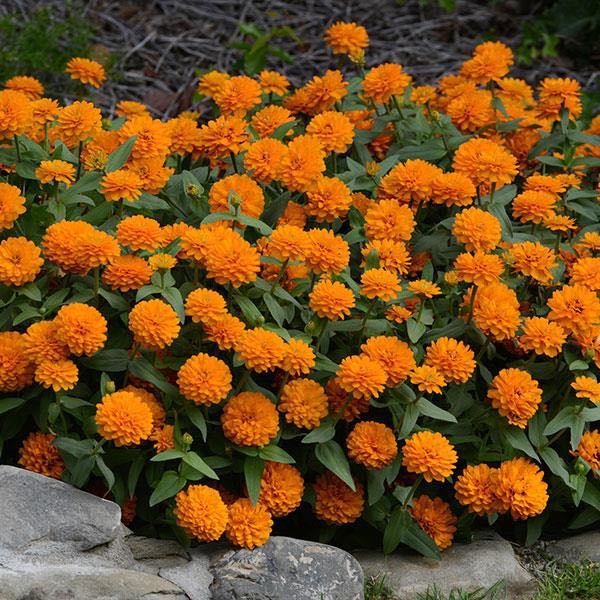 Light Orange Zinnia Flowers in Garden Borders