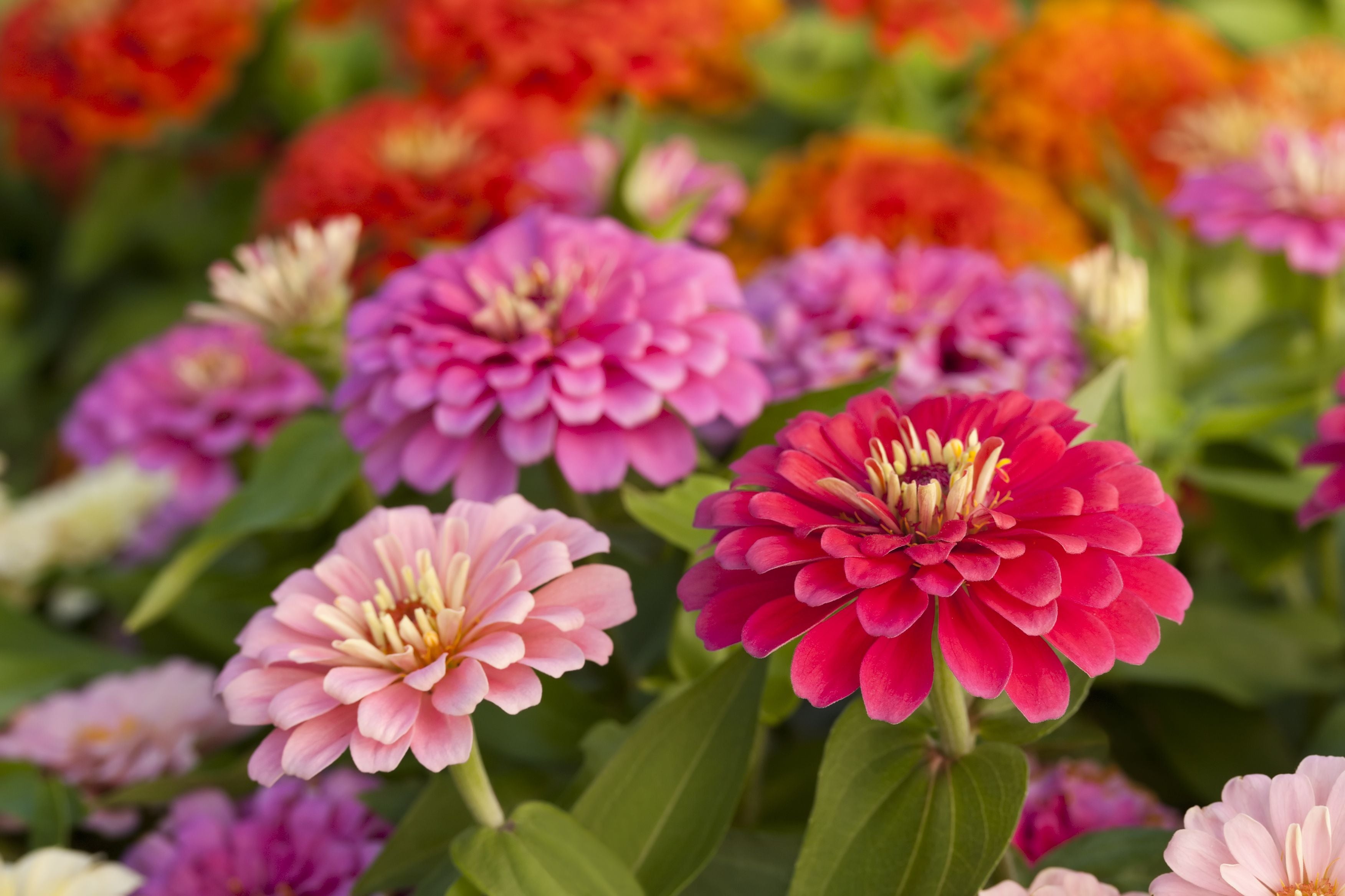 Light Red Zinnia Flowers in Garden Borders