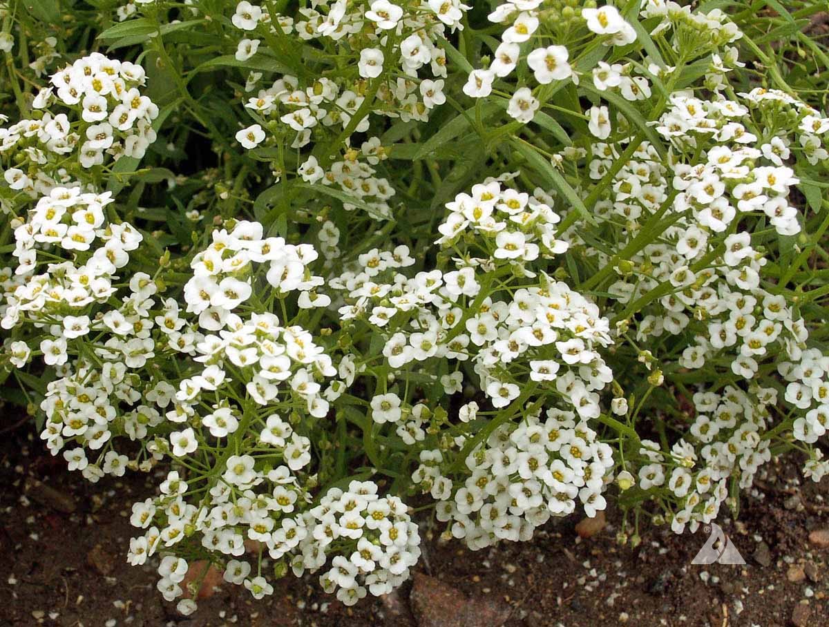 Lobularia Maritima Flowers in Garden Borders