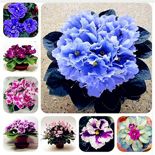 Mini Violet Flowers Along Garden Borders