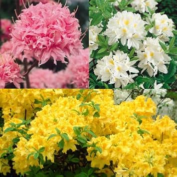 Mixed Azalea Flowers in Garden Borders