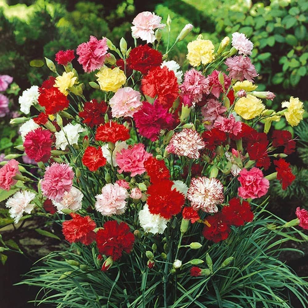 Mixed Carnation Flowers in Garden Borders