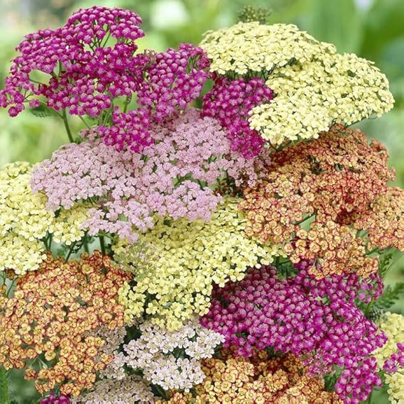 Mixed Yarrow Flowers in Garden Borders