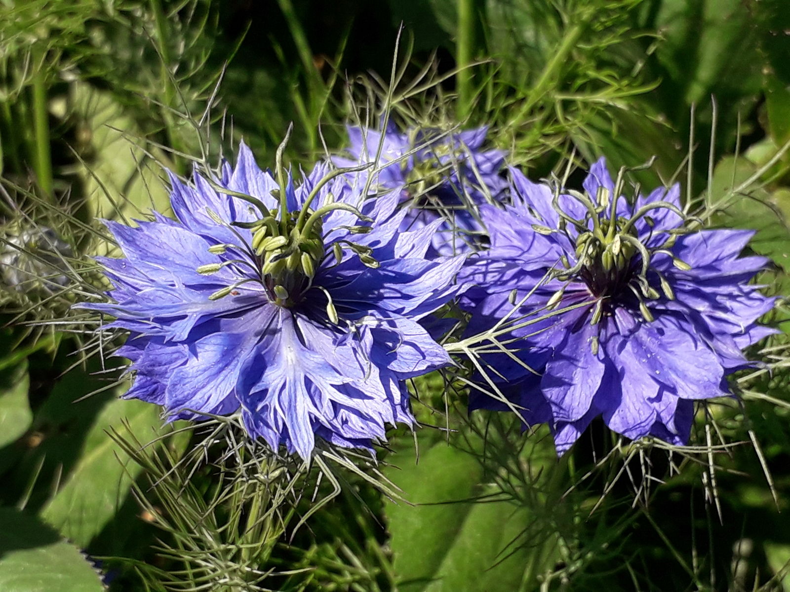 Nigella Damascena Flowers in Garden Borders