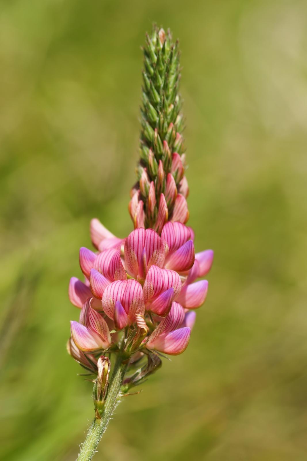Onobrychis Meadow Flowers in Garden Borders