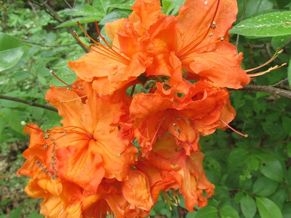 Orange Azalea Flowers in Garden Borders