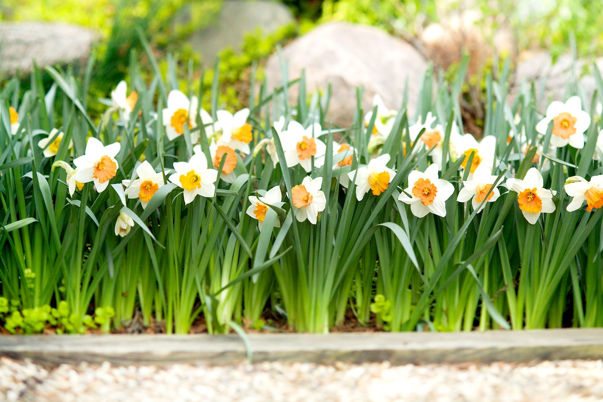 Orange Daffodil Flowers in Garden Borders