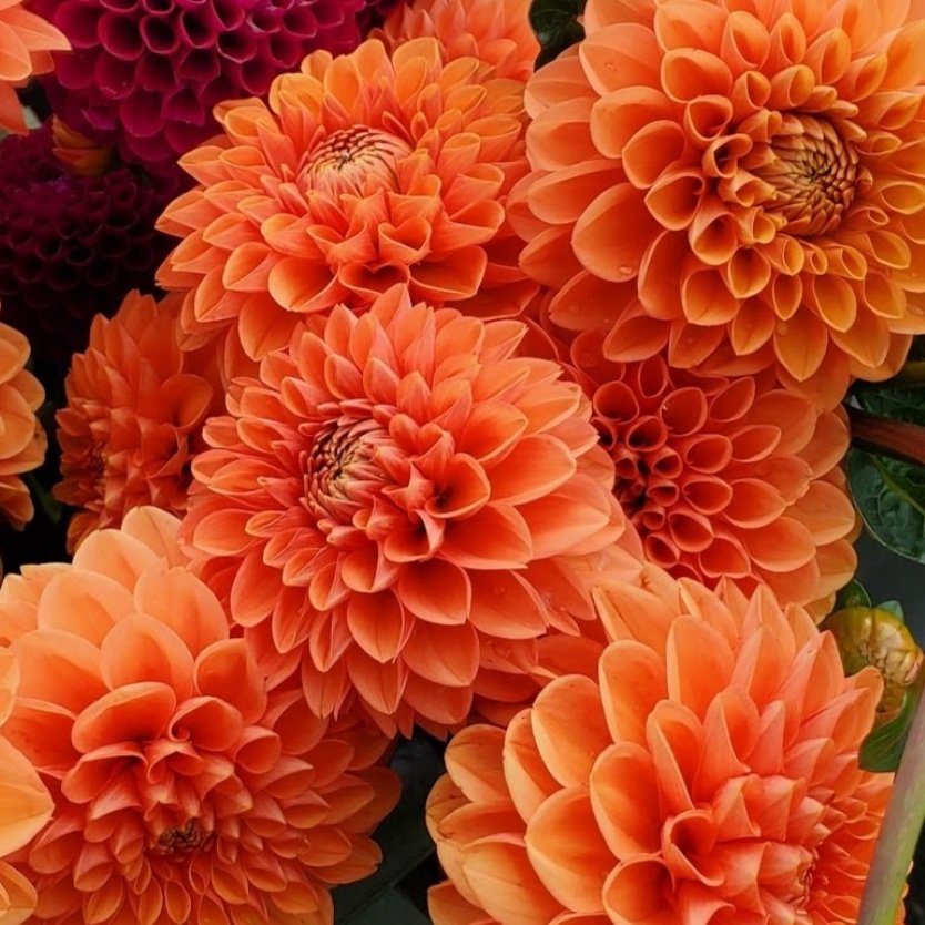 Orange Dahlia Flowers in Garden Borders