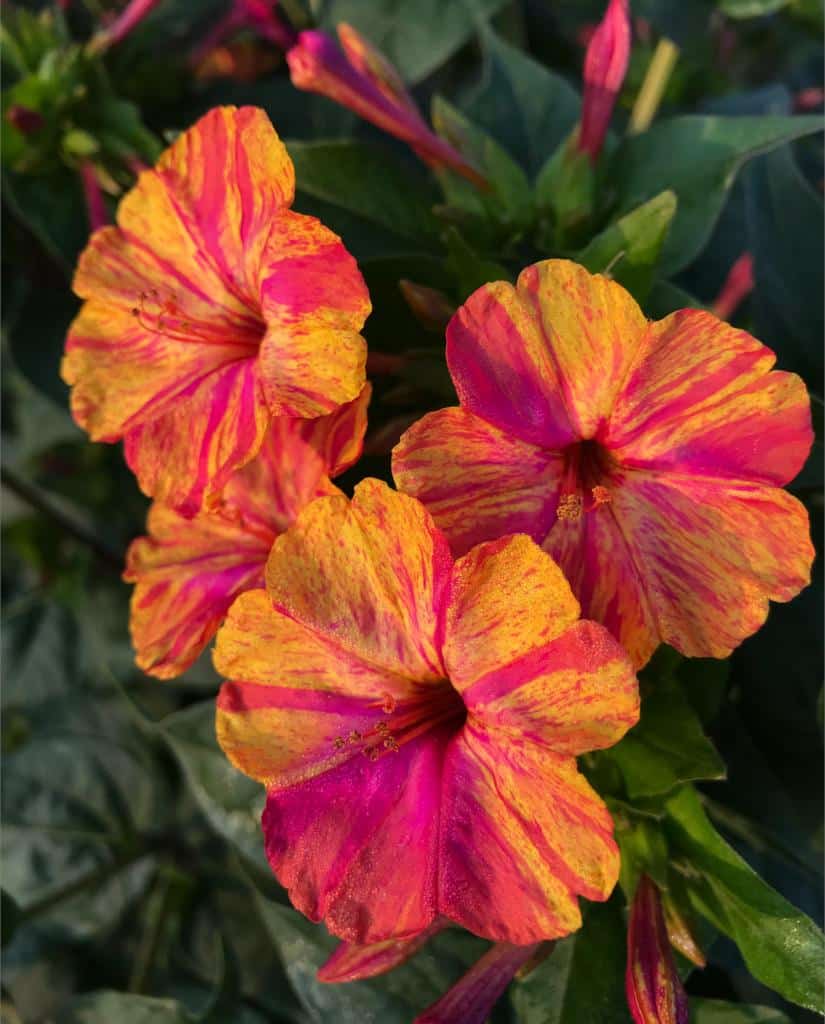 Mirabilis Orange Flowers in Garden Borders