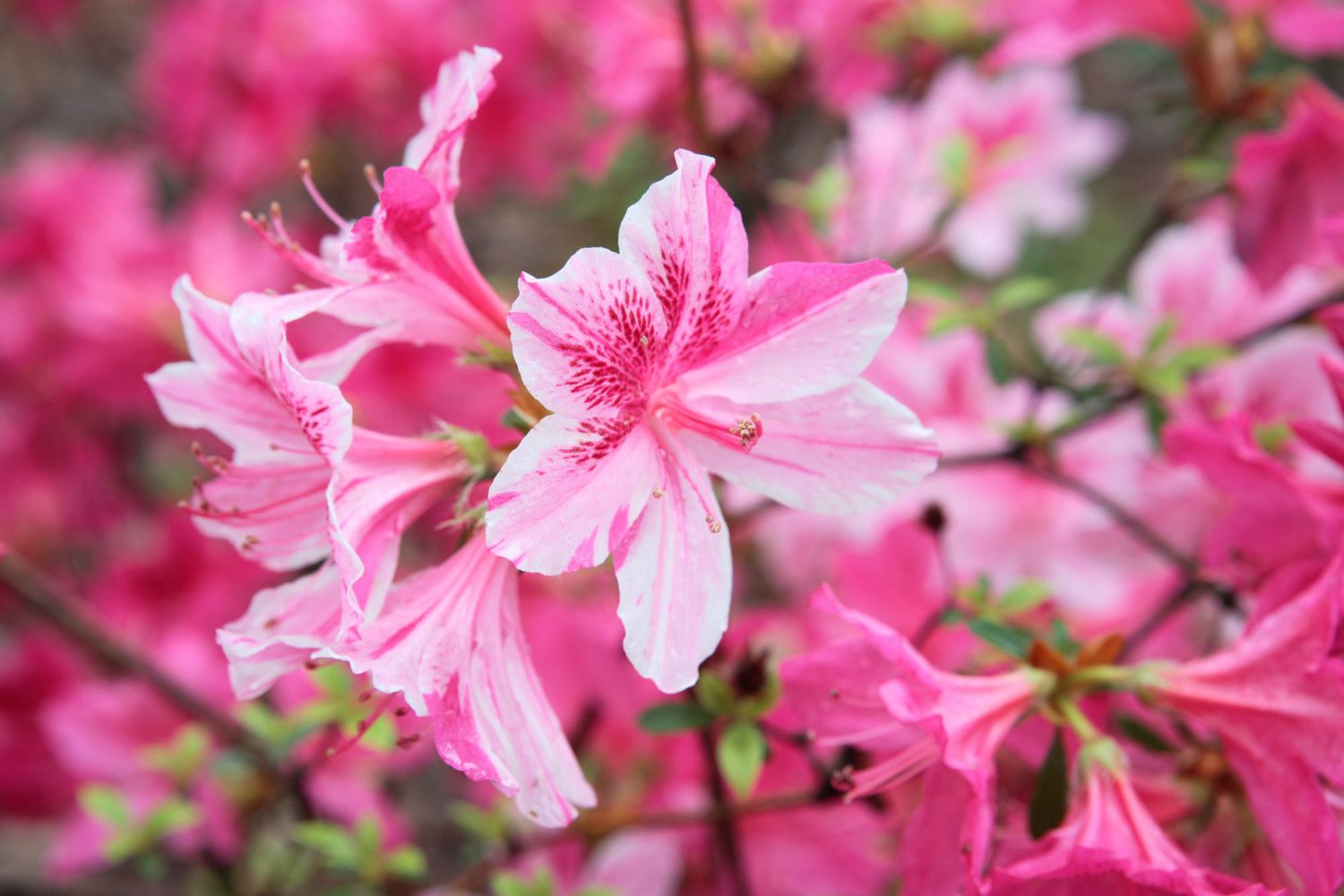 Pink Azalea Flowers in Garden Borders