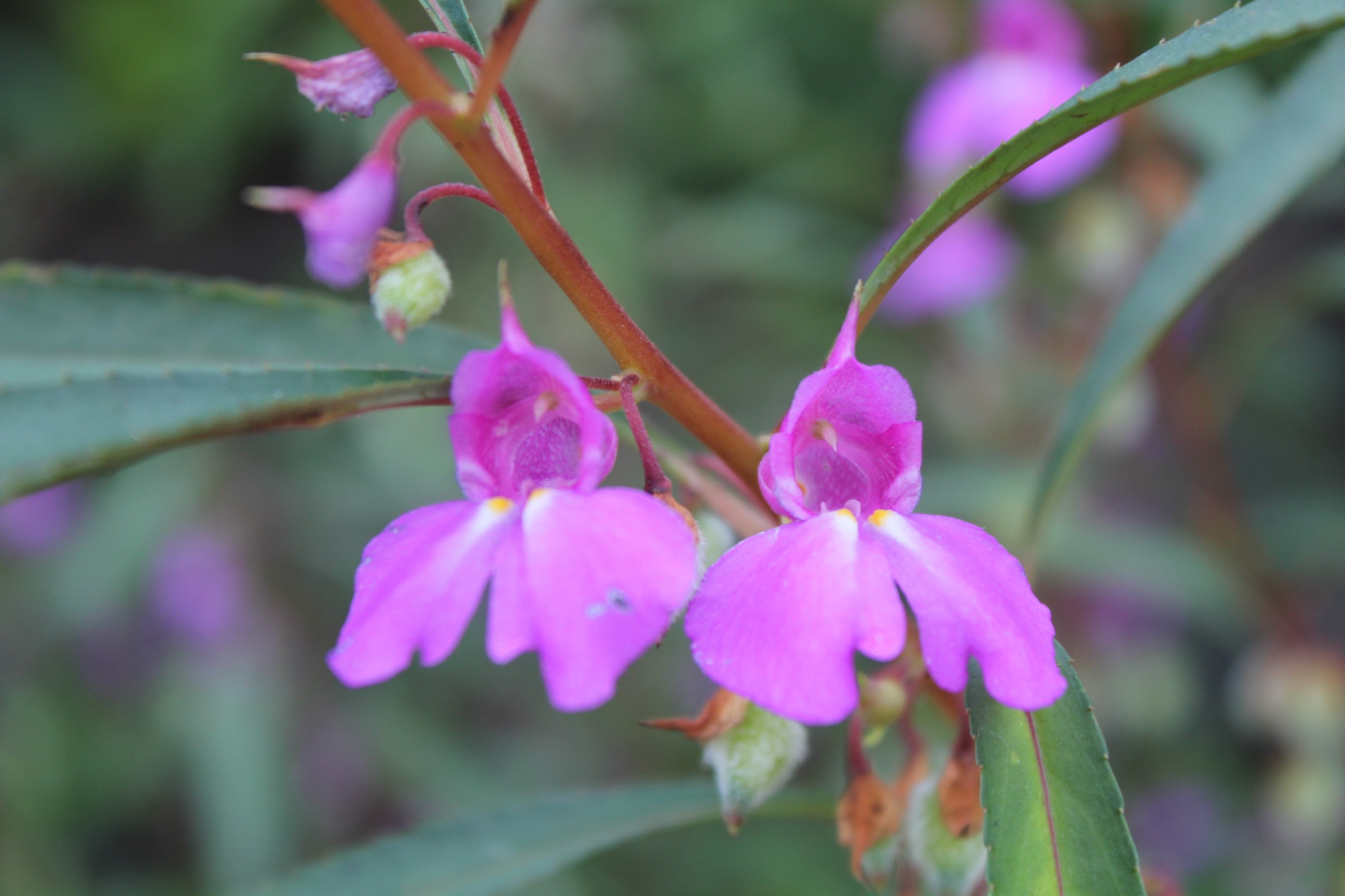 Purple Impatiens Balsamina Along Garden Borders