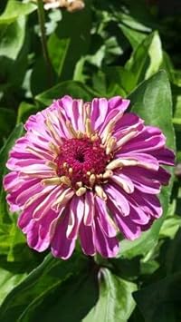 Purple & Yellow Zinnia Flowers in Garden Borders