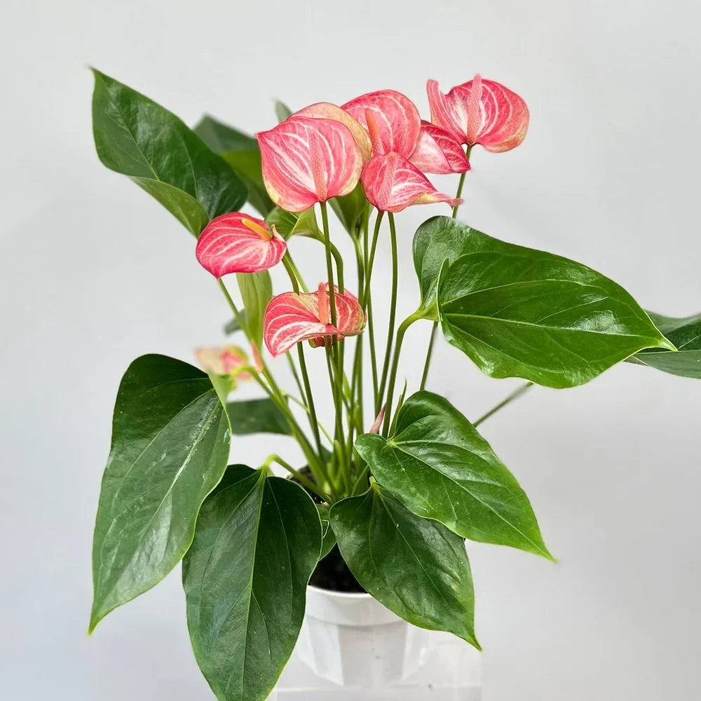 Red Anthurium Flowers in Garden Borders