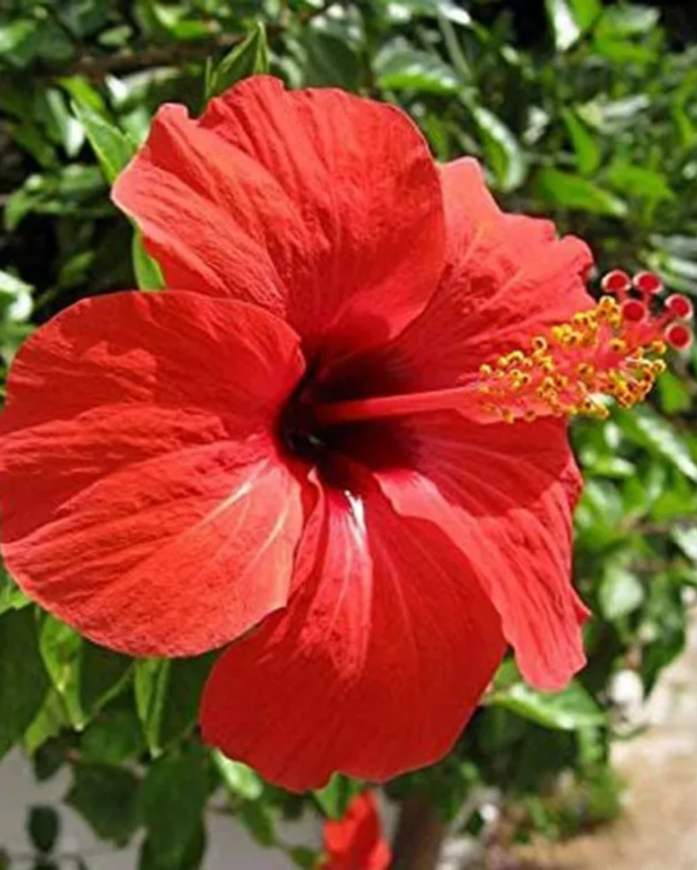Red Hibiscus Flowers in Garden Borders