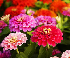 Red Purple Zinnia Flowers in Garden Borders