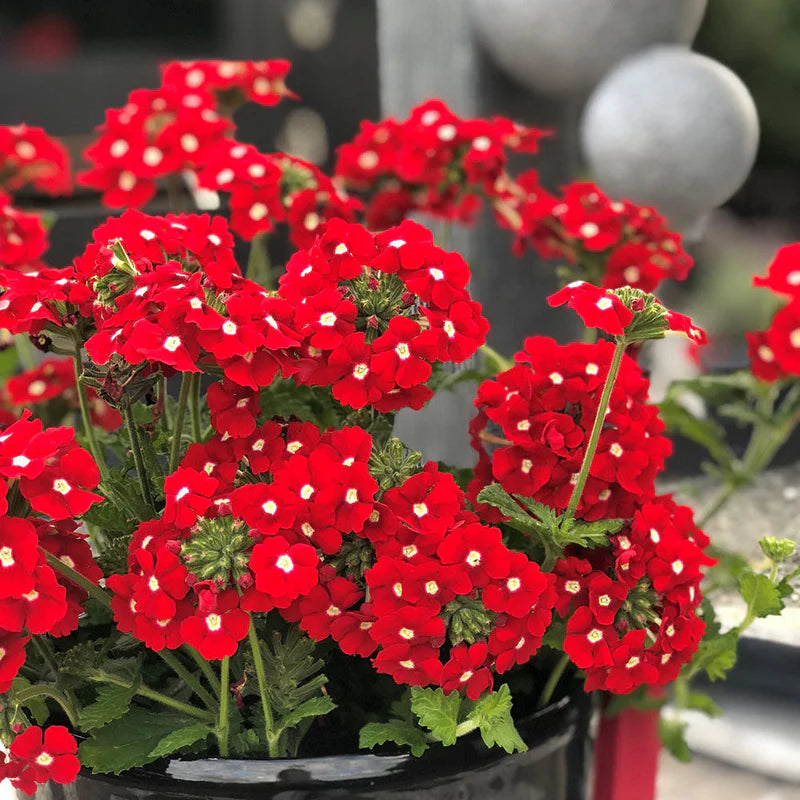 Red Verbena Flowers in Garden Borders