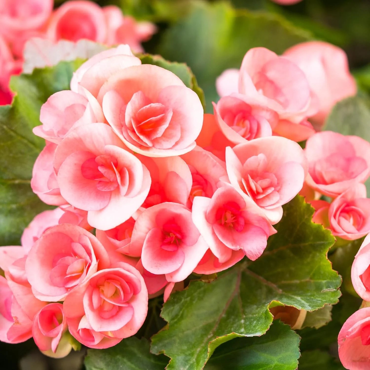 Rieger Begonia Flowers in Garden Borders