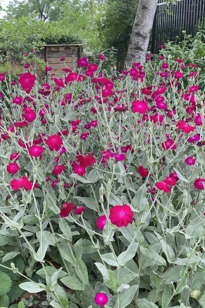 Rose Campion Magenta Flowers in Garden Borders