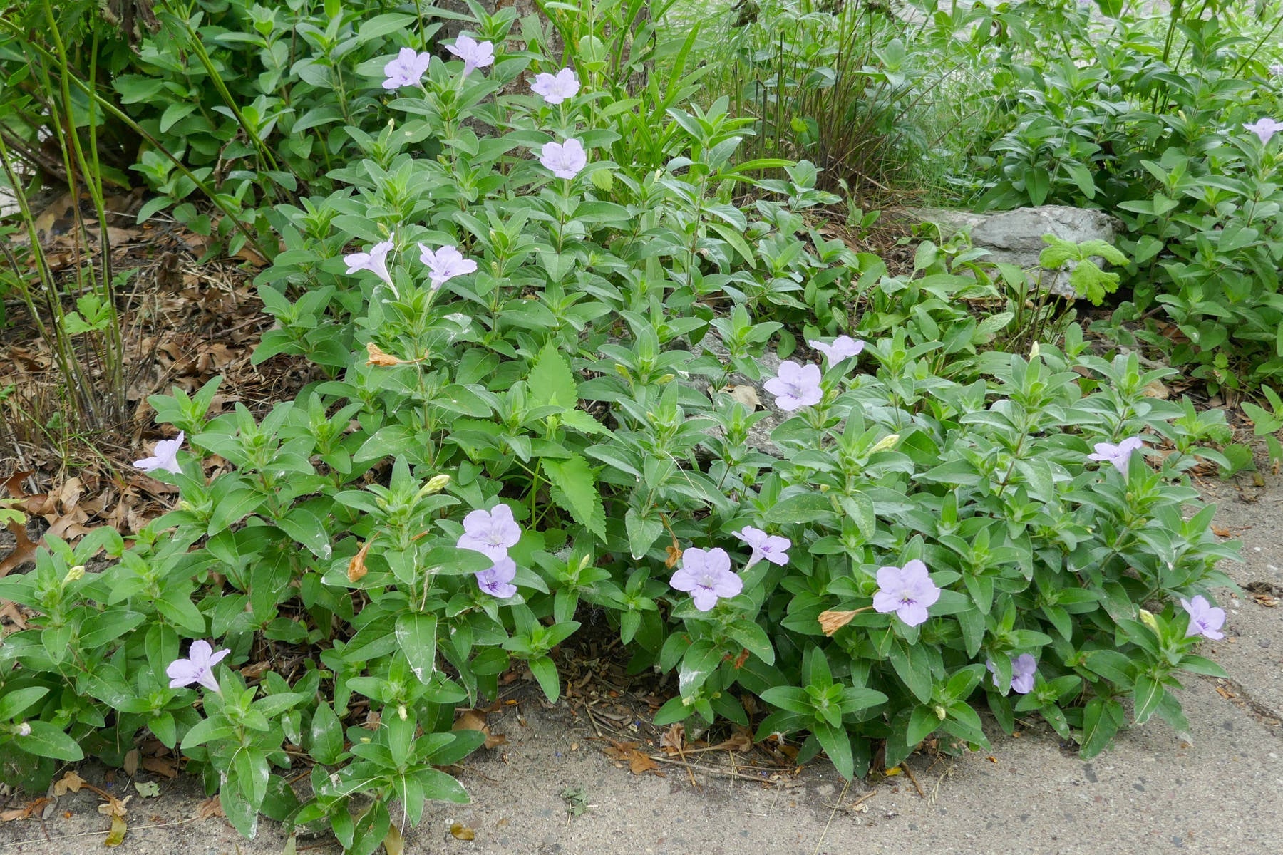 Ruellia Humilis Flowers in Garden Borders