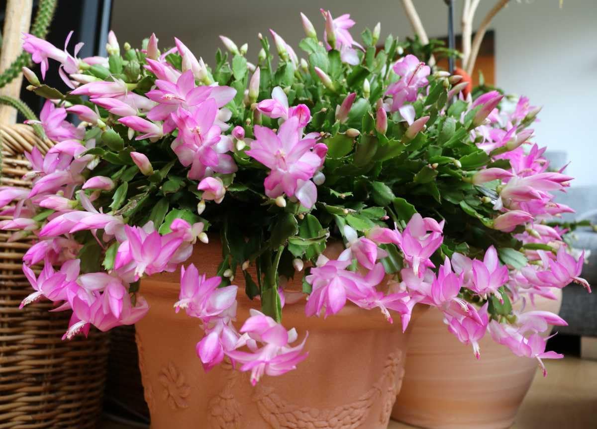 Schlumbergera Flowers in Garden Borders