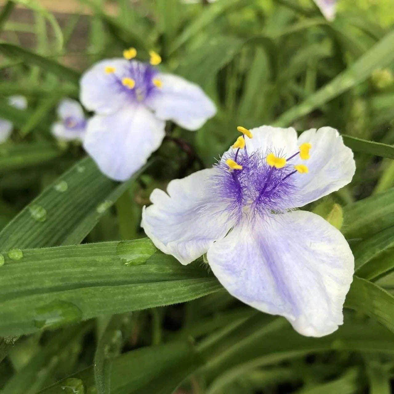 Tradescantia Spiderwort in Garden Borders