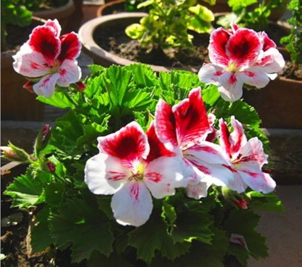 Red White Univalve Geranium in Garden Borders