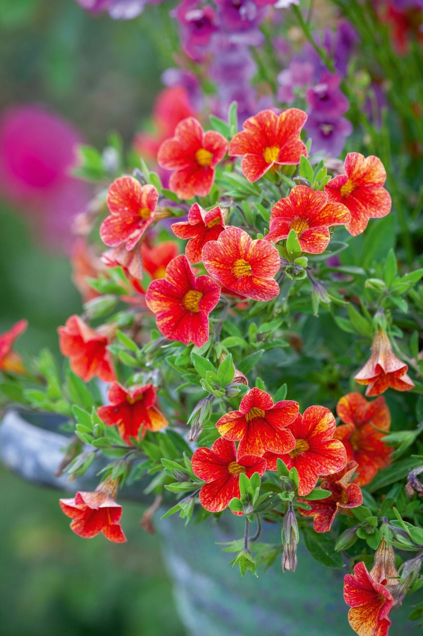 Velour Petunia Flowers in Garden Borders