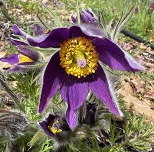 Violet Anemone Pulsatilla Flowers in Garden Borders