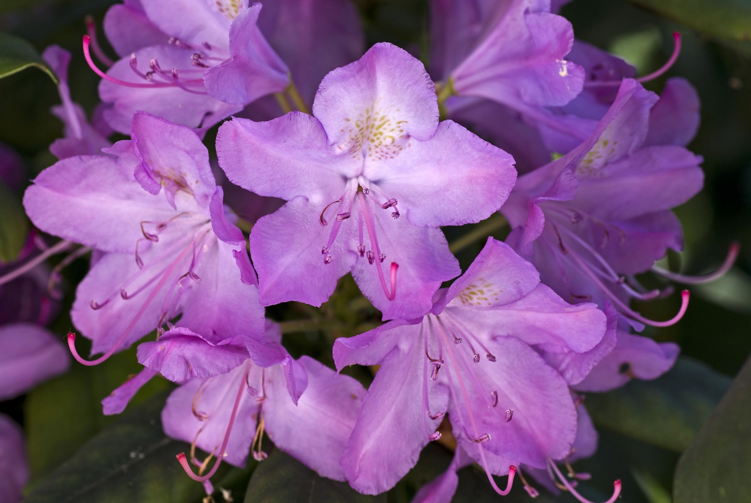 Violet Azalea Flowers in Garden Borders