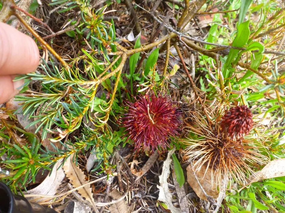 Violet Banksia Flowers in Garden Borders