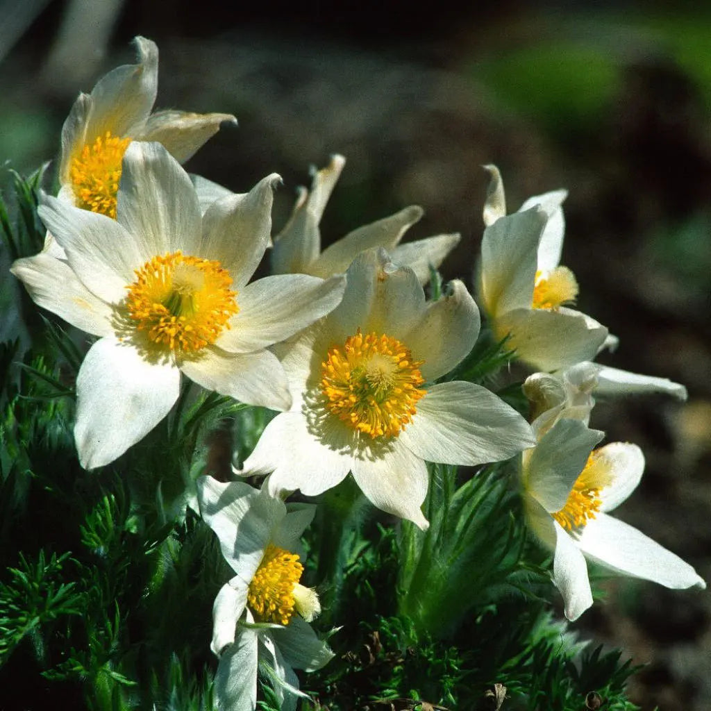 White Anemone Pulsatilla Flowers in Garden Borders
