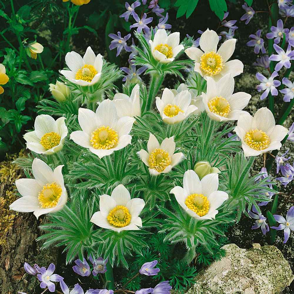 White Anemone Pulsatilla in Garden Borders