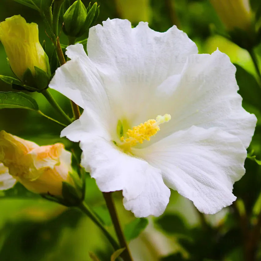 White Hibiscus Flowers Along Garden Border