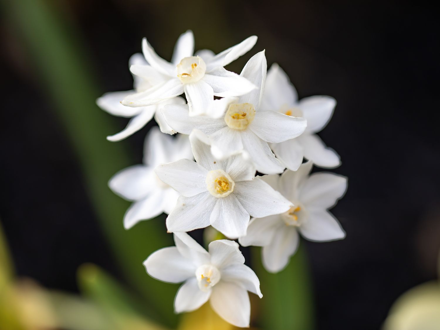 White Narcissus Flowers in Garden Borders
