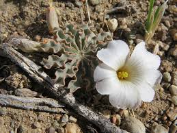 White Oxalis Laciniata Flowers in Garden Borders
