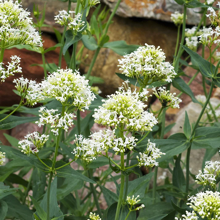 White Valerian Flowers in Garden Border