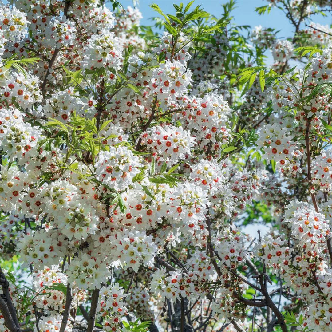 Xanthoceras Sorbifolium in Garden Borders