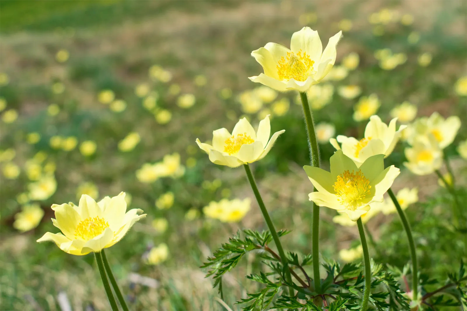 Yellow Anemone Pulsatilla Flowers in Garden Borders