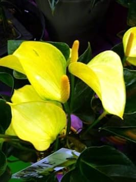 Yellow Anthurium Flowers in Garden Borders